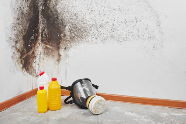 Best Crawl Space Mold Remediation in Collinsville, VA