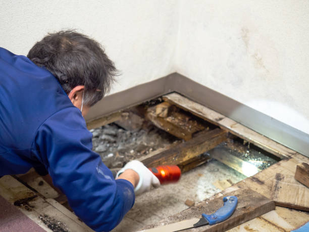 Best Post-Flood Mold Remediation in Collinsville, VA