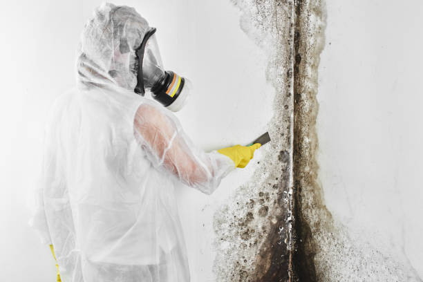Best Attic Mold Remediation in Collinsville, VA