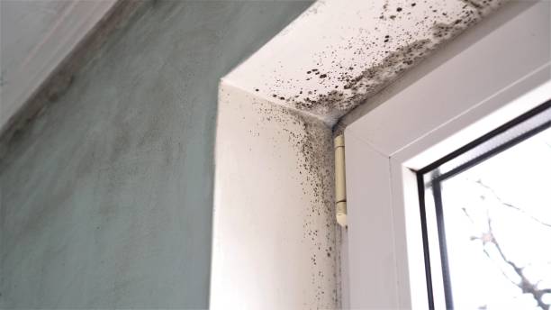 Best Bathroom Mold Remediation in Collinsville, VA