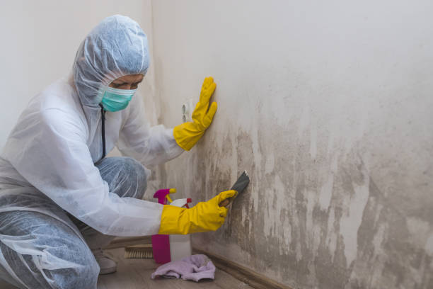 Best Mold Testing and Inspection Services in Collinsville, VA