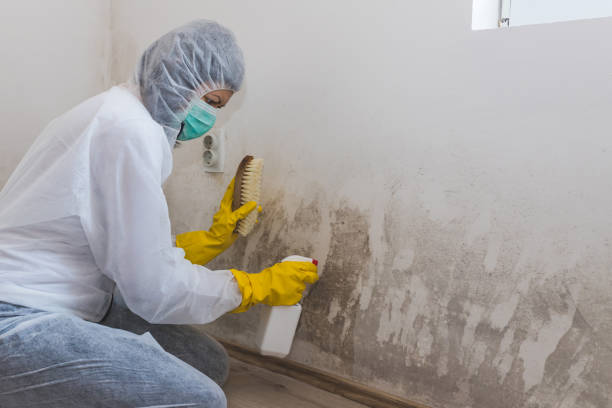 Trusted Collinsville, VA Mold Remediation Experts