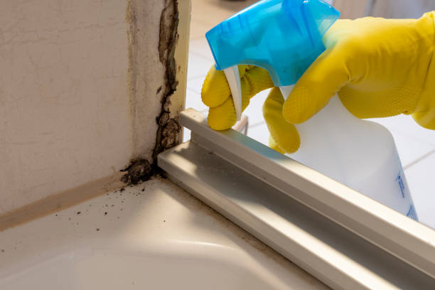 Best Insurance-Related Mold Remediation in Collinsville, VA