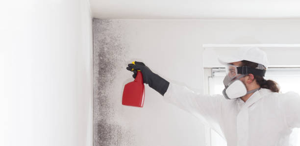 Best Health and Safety Mold Remediation in Collinsville, VA