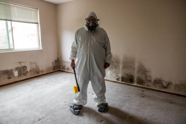 Best Emergency Mold Remediation in Collinsville, VA