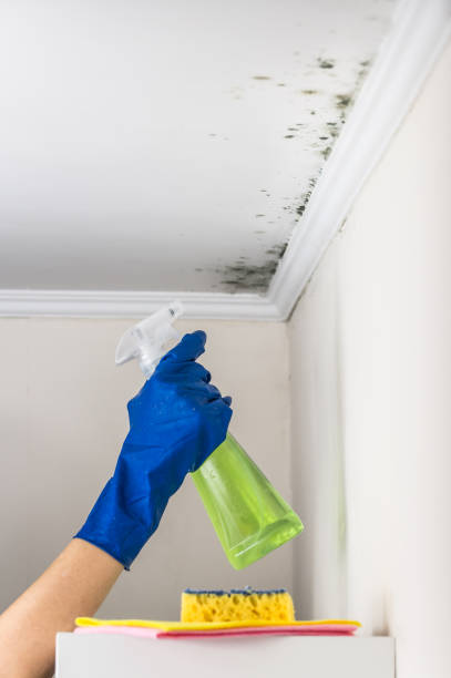 Best Residential Mold Remediation in Collinsville, VA